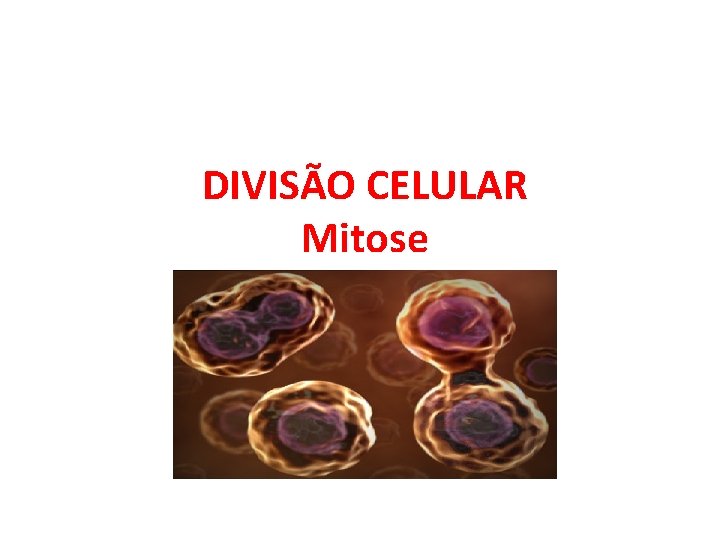 DIVISÃO CELULAR Mitose 