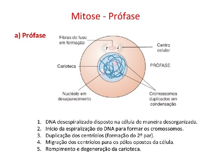 Mitose - Prófase 