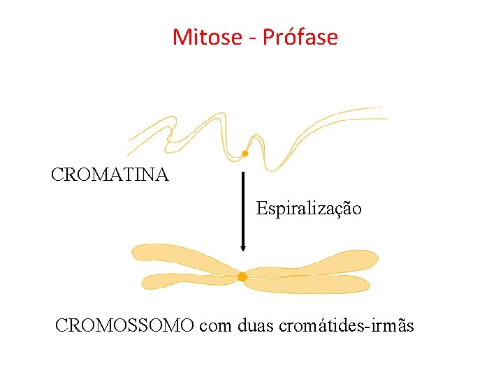Mitose - Prófase CROMATINA Espiralização CROMOSSOMO com duas cromátides-irmãs 
