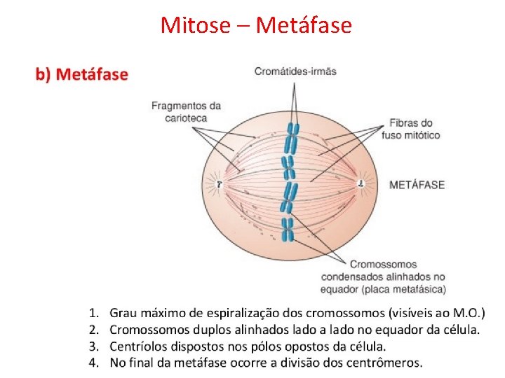 Mitose – Metáfase 