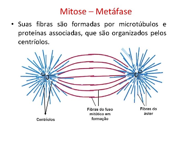 Mitose – Metáfase • Suas fibras são formadas por microtúbulos e proteínas associadas, que