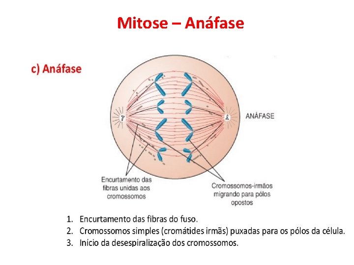 Mitose – Anáfase 