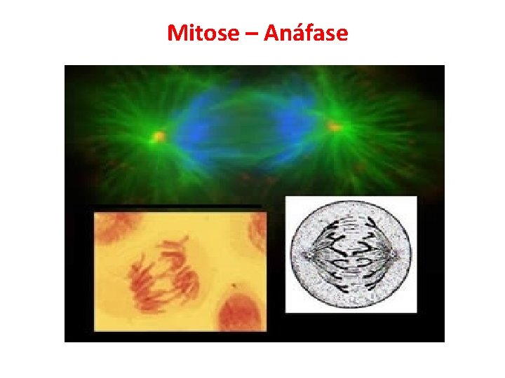 Mitose – Anáfase 