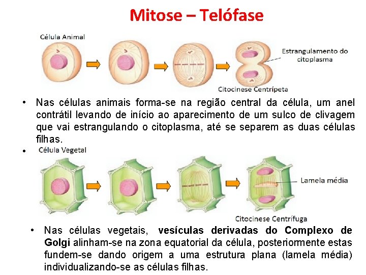 Mitose – Telófase • Nas células animais forma-se na região central da célula, um