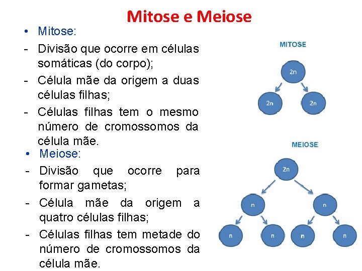Mitose e Meiose • Mitose: - Divisão que ocorre em células somáticas (do corpo);