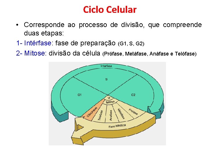 Ciclo Celular • Corresponde ao processo de divisão, que compreende duas etapas: 1 -