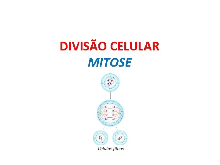 DIVISÃO CELULAR MITOSE 