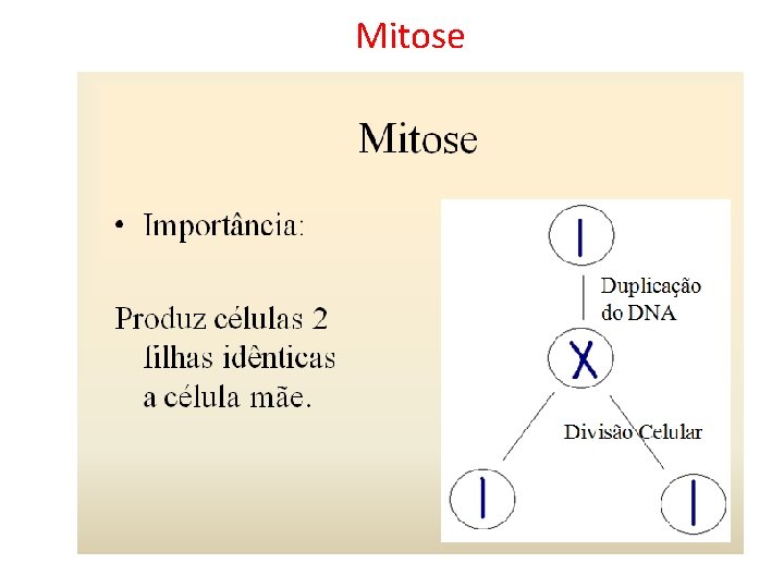 Mitose 