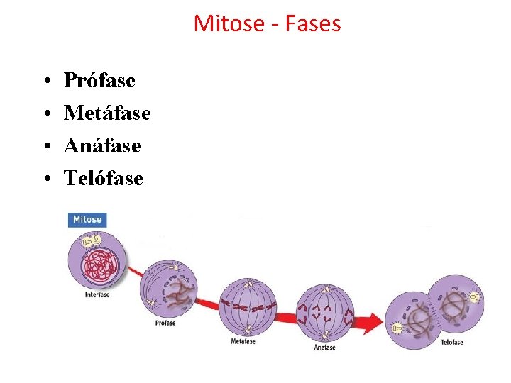 Mitose - Fases • • Prófase Metáfase Anáfase Telófase 