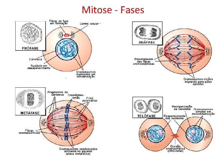 Mitose - Fases 