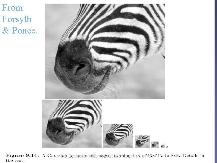 From Forsyth & Ponce. 3 -D Computer Vision CSc 83020 / Ioannis Stamos From Forsyth & Ponce. 3 -D Computer Vision CSc 83020 / Ioannis Stamos