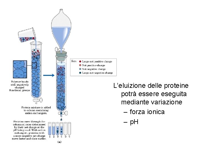 L’eluizione delle proteine potrà essere eseguita mediante variazione – forza ionica – p. H