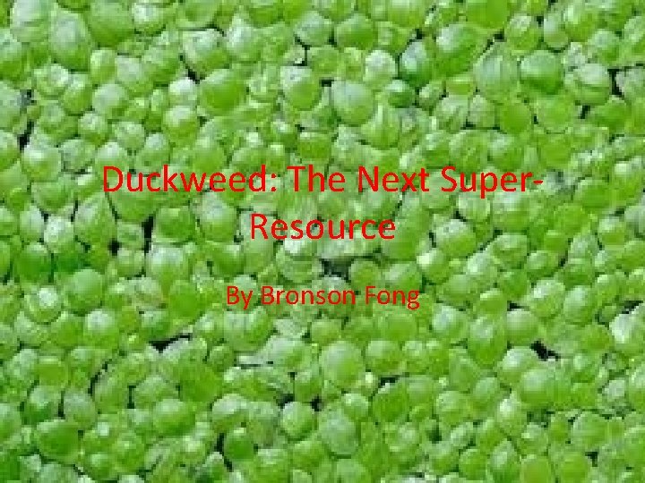 Duckweed: The Next Super. Resource By Bronson Fong 