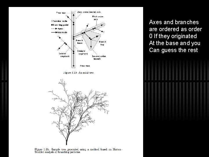 Axes and branches are ordered as order 0 If they originated At the base