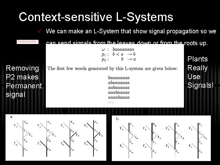 Context-sensitive L-Systems ü We can make an L-System that show signal propagation so we