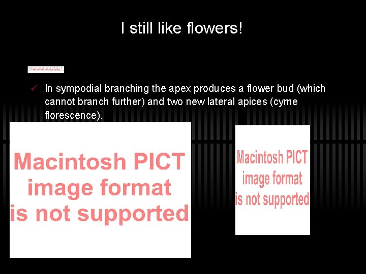 I still like flowers! ü In sympodial branching the apex produces a flower bud