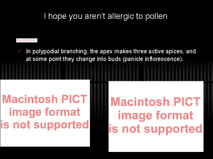 I hope you aren’t allergic to pollen ü In polypodial branching, the apex makes