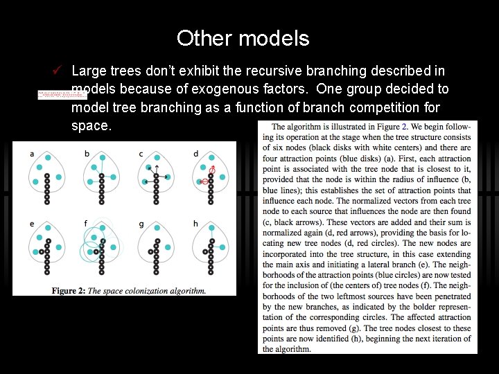 Other models ü Large trees don’t exhibit the recursive branching described in models because