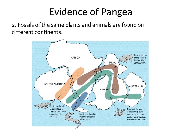 Evidence of Pangea 2. Fossils of the same plants and animals are found on