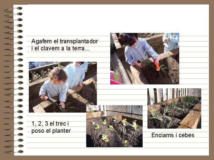 Agafem el transplantador i el clavem a la terra. . . 1, 2, 3