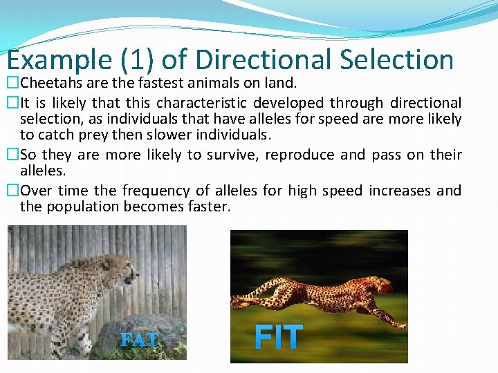 Example (1) of Directional Selection �Cheetahs are the fastest animals on land. �It is