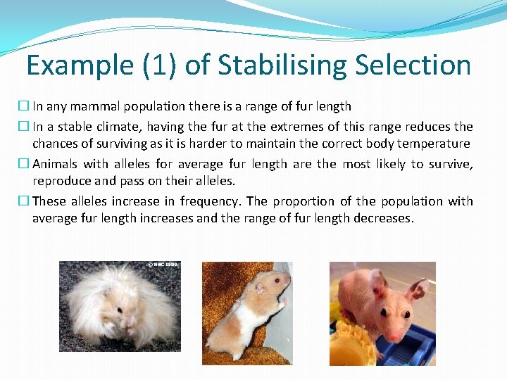 Example (1) of Stabilising Selection � In any mammal population there is a range