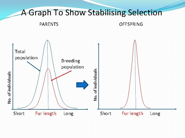 A Graph To Show Stabilising Selection Breeding population No. of individuals Total population OFFSPRING