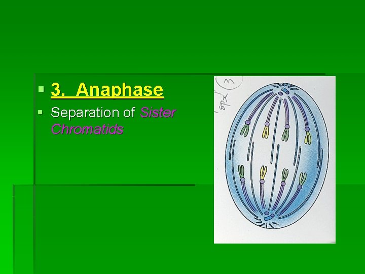 § 3. Anaphase § Separation of Sister Chromatids 