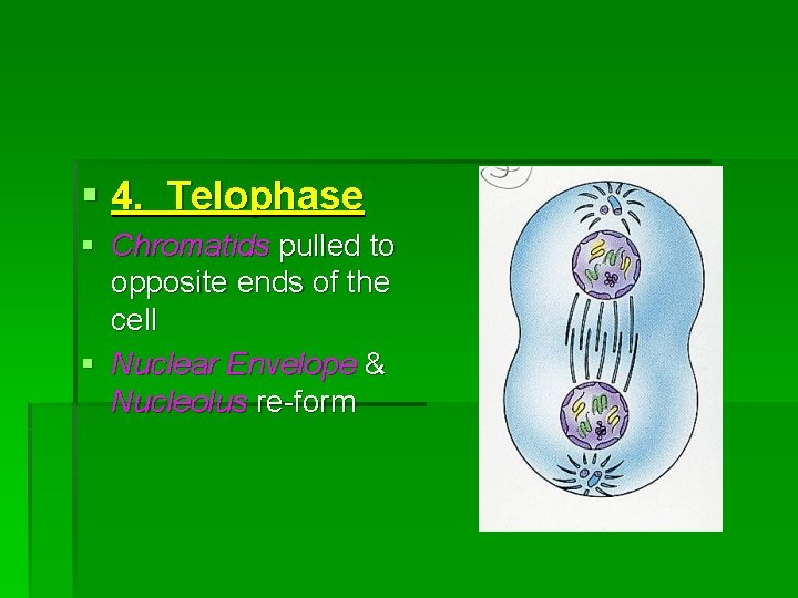 § 4. Telophase § Chromatids pulled to opposite ends of the cell § Nuclear