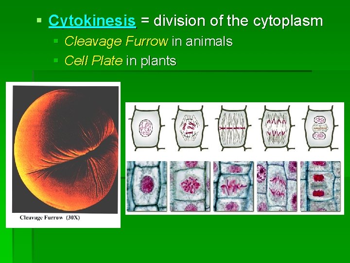 § Cytokinesis = division of the cytoplasm § Cleavage Furrow in animals § Cell