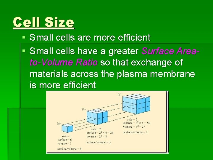 Cell Size § Small cells are more efficient § Small cells have a greater