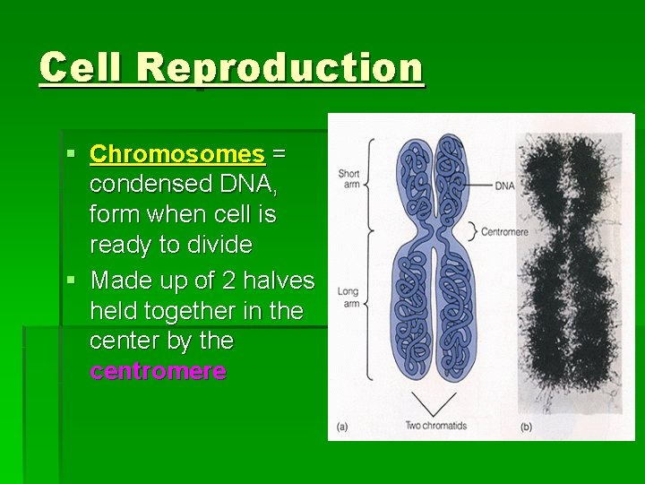 Cell Reproduction § Chromosomes = condensed DNA, form when cell is ready to divide