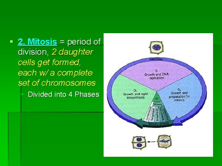 § 2. Mitosis = period of division, 2 daughter cells get formed, each w/