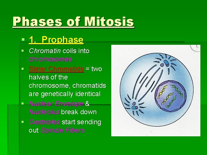 Phases of Mitosis § 1. Prophase § Chromatin coils into chromosomes § Sister Chromatids