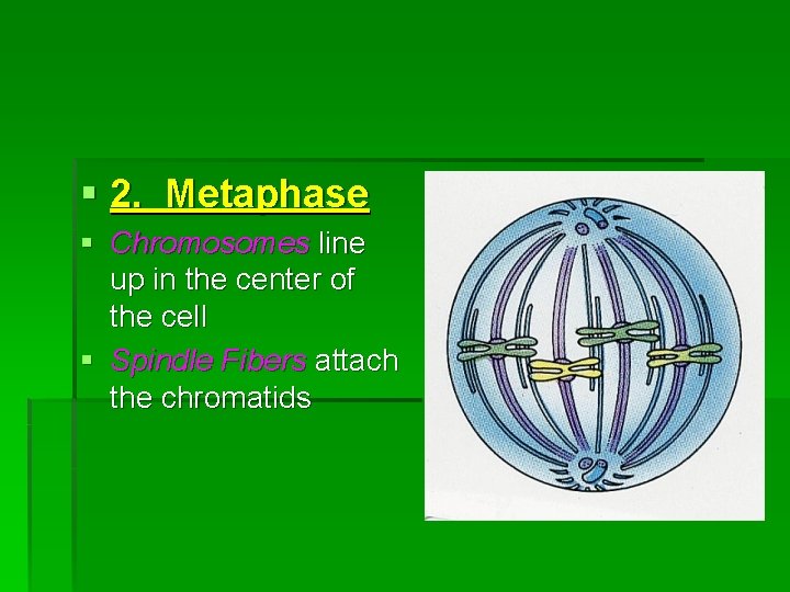 § 2. Metaphase § Chromosomes line up in the center of the cell §