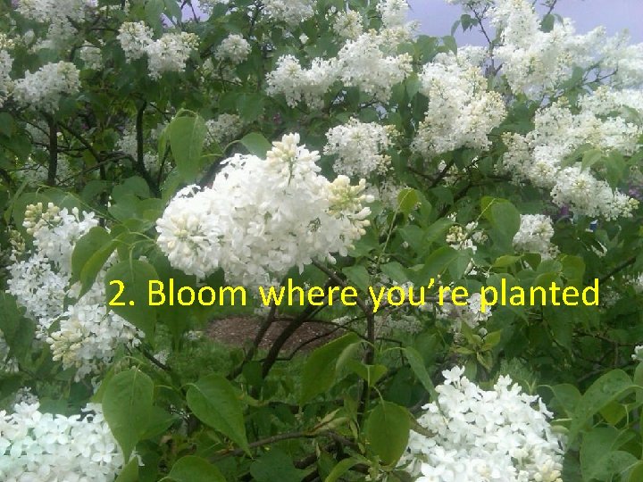 2. Bloom where you’re planted 
