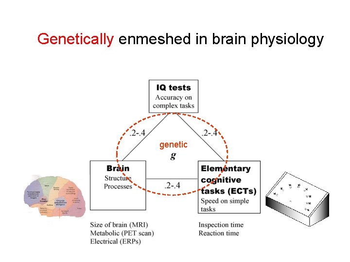 Genetically enmeshed in brain physiology genetic 
