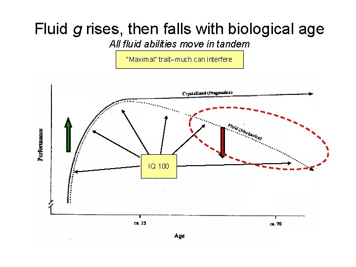 Fluid g rises, then falls with biological age All fluid abilities move in tandem