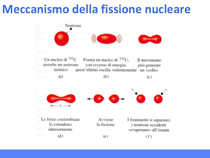 Meccanismo della fissione nucleare 