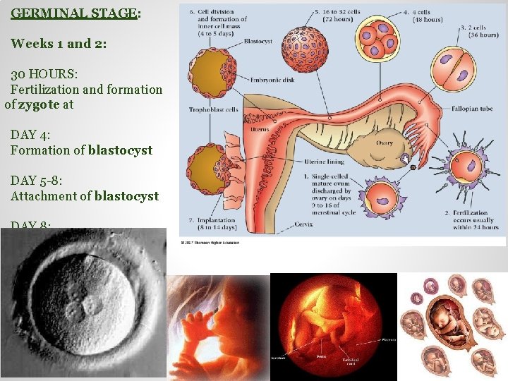GERMINAL STAGE: Weeks 1 and 2: 30 HOURS: Fertilization and formation of zygote at