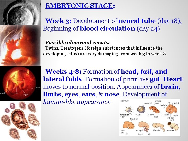 EMBRYONIC STAGE: Week 3: Development of neural tube (day 18), Beginning of blood circulation