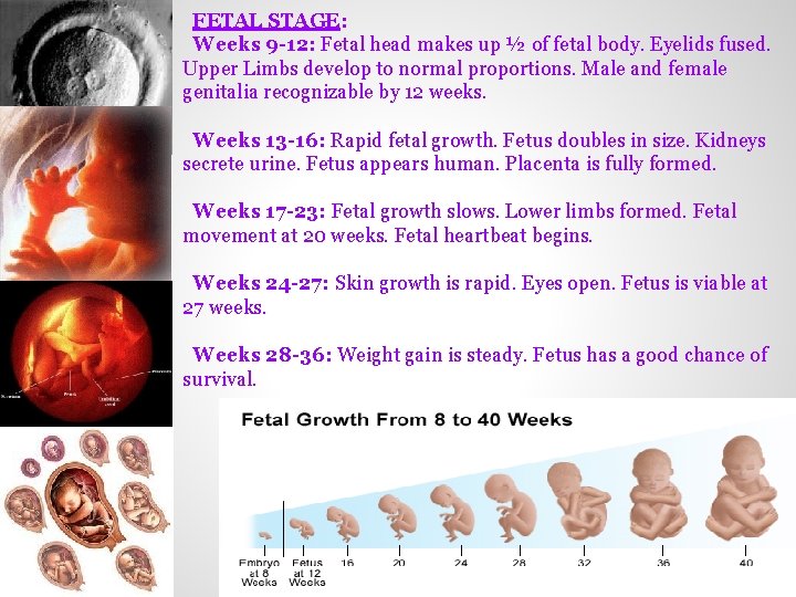 FETAL STAGE: Weeks 9 -12: Fetal head makes up ½ of fetal body. Eyelids