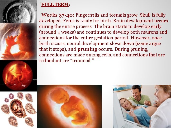 FULL TERM: Weeks 37 -40: Fingernails and toenails grow. Skull is fully developed. Fetus