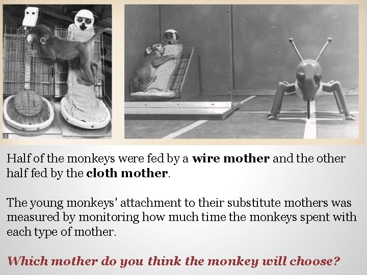 Half of the monkeys were fed by a wire mother and the other half