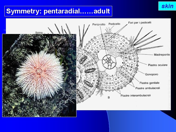 Symmetry: pentaradial……adult skin 