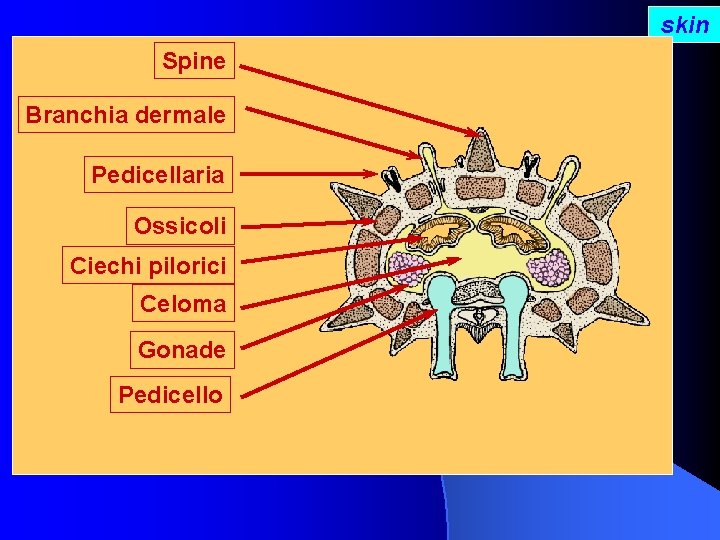 skin Spine Branchia dermale Pedicellaria Ossicoli Ciechi pilorici Celoma Gonade Pedicello 