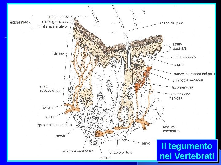 Il tegumento nei Vertebrati 