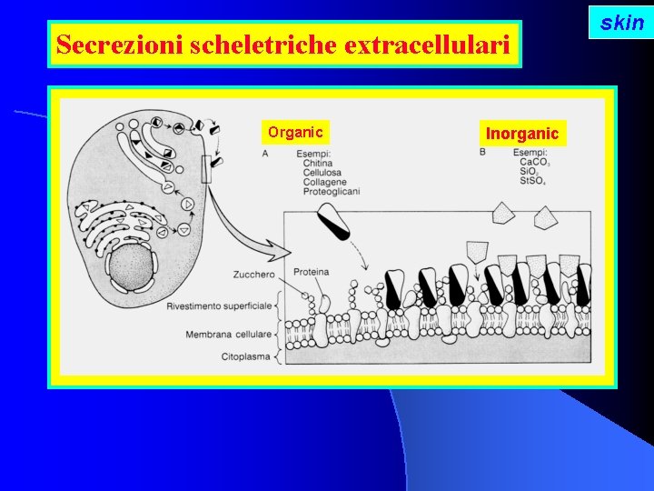 Secrezioni scheletriche extracellulari Organic Inorganic skin 