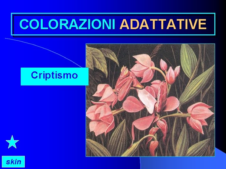 COLORAZIONI ADATTATIVE Criptismo skin 