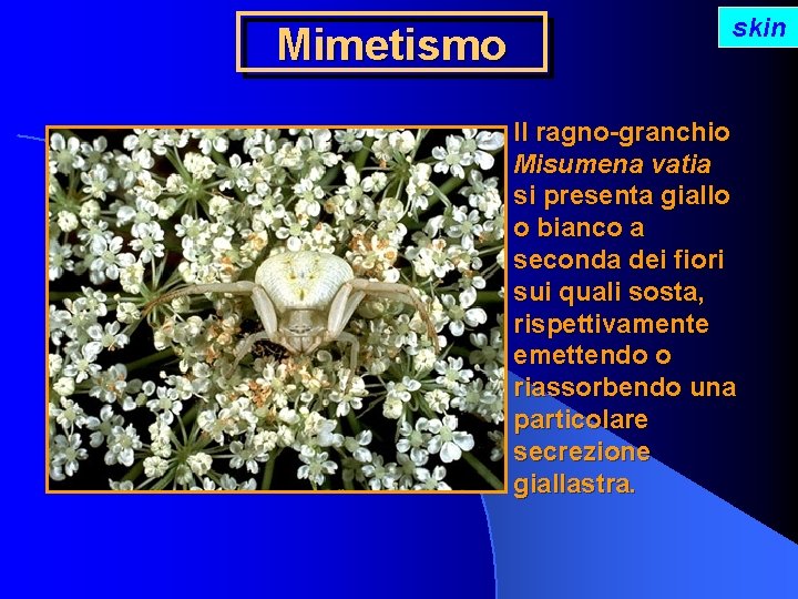 Mimetismo skin Il ragno-granchio Misumena vatia si presenta giallo o bianco a seconda dei